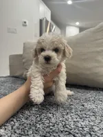 Duke, a male Maltipoo for sale in Dallas, TX – 4 of 4