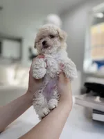 Holly, a female Maltipoo for sale in Dallas, TX – 2 of 4