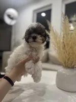 Bentley, a male Maltipoo for sale in Dallas, TX – 4 of 5