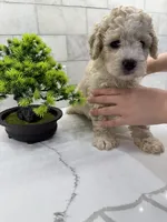 Baxter, a male Maltipoo for sale in Dallas, TX – 5 of 6
