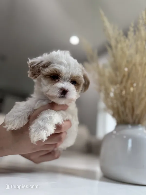Heidi, a female Shihpoo for sale in Dallas, TX – 1 of 4
