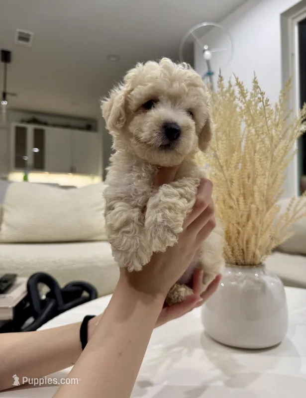 Otis – Maltipoo puppy for sale in Dallas, TX