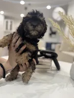 Onyx, a male Maltipoo for sale in Dallas, TX – 4 of 4