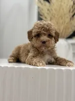 Rocky, a male Poodle - Toy  for sale in Dallas, TX – 2 of 4