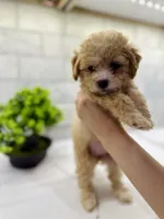 Ginger, a female Maltipoo for sale in Dallas, TX – 2 of 5