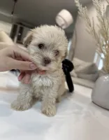 Scooby, a male Maltipoo for sale in Dallas, TX – 2 of 3