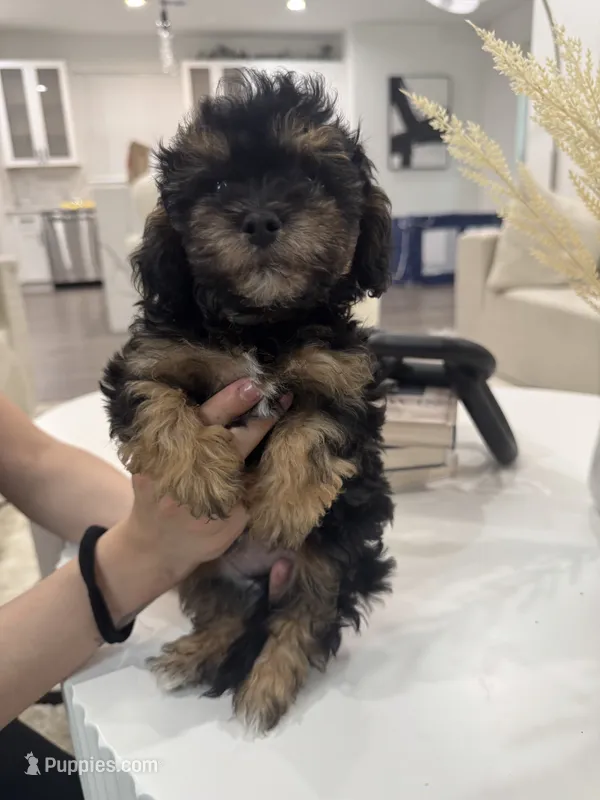 Onyx – Maltipoo puppy for sale in Dallas, TX