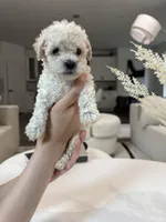 Olivia, a female Maltipoo for sale in Dallas, TX – 3 of 5