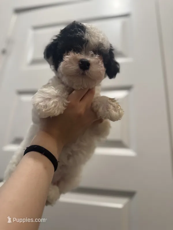 Daisy – Maltipoo puppy for sale in Dallas, TX