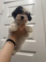 Daisy, a female Maltipoo for sale in Dallas, TX – 1 of 5