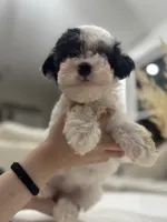 Daisy, a female Maltipoo for sale in Dallas, TX – 2 of 5