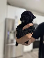 Luna, a female Poodle - Toy  for sale in Dallas, TX – 5 of 5