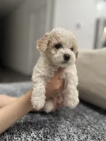 Duke, a male Maltipoo for sale in Dallas, TX – 2 of 4