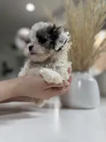 Ted, a male Shihpoo for sale in Dallas, TX – 4 of 4