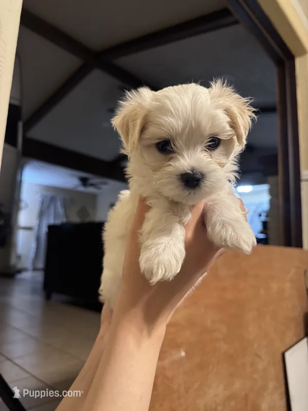 Maxy – Maltipoo puppy for sale in Dallas, TX