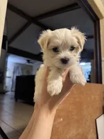 Maxy, a male Maltipoo for sale in Dallas, TX – 1 of 4
