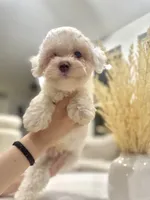 Gasper, a male Maltipoo for sale in Dallas, TX – 2 of 4