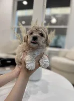 Daisy, a female Maltipoo for sale in Dallas, TX – 2 of 5