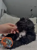 Dixie, a female Mal Shi for sale in Dallas, TX – Photo 3 of 4