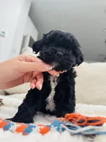 Dixie, a female Mal Shi for sale in Dallas, TX – Photo 1 of 4