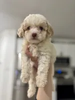 Chloe, a female Maltipoo for sale in Dallas, TX – 3 of 5
