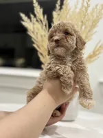 Leo, a male Poodle - Miniature  for sale in Dallas, TX – 2 of 3