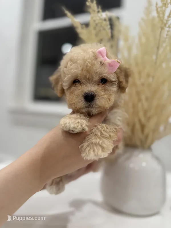Penny – Maltipoo puppy for sale in Dallas, TX