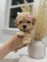 Penny, a female Maltipoo for sale in Dallas, TX – 1 of 4