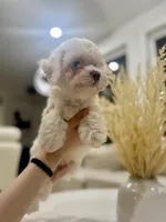 Gasper, a male Maltipoo for sale in Dallas, TX – 3 of 4