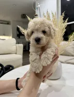 Otis, a male Maltipoo for sale in Dallas, TX – 3 of 4