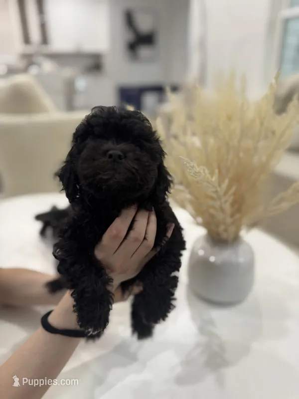 Chloe – Maltipoo puppy for sale in Dallas, TX