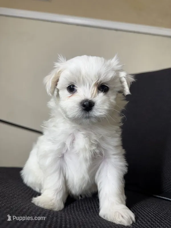 Gasper – Maltese puppy for sale in Dallas, TX