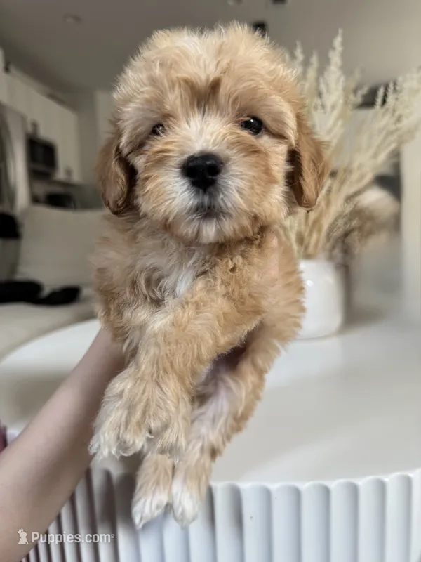 Tucker – Maltipoo puppy for sale in Dallas, TX