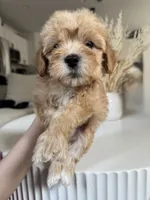 Tucker, a male Maltipoo for sale in Dallas, TX – 1 of 4
