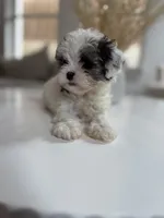 Ted, a male Shihpoo for sale in Dallas, TX – 2 of 4