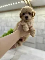 Ginger, a female Maltipoo for sale in Dallas, TX – 3 of 5