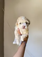 Bella, a female Maltipoo for sale in Dallas, TX – Photo 2 of 3