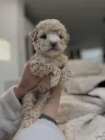 Bella, a female Maltipoo for sale in Dallas, TX – Photo 3 of 3