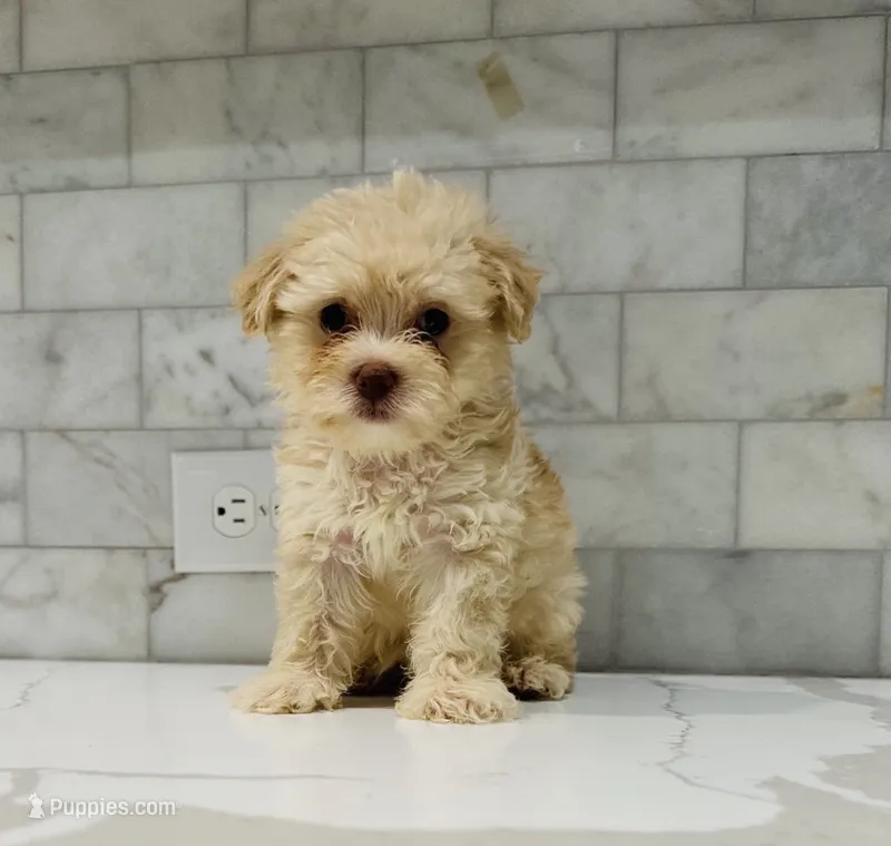 Scooby – Maltipoo puppy for sale in Dallas, TX