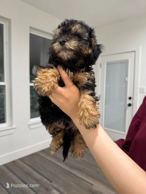 Onyx – Maltipoo puppy for sale in Dallas, TX