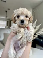Louie, a male Maltipoo for sale in Dallas, TX – 2 of 4