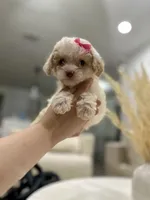 Chloe, a female Maltipoo for sale in Dallas, TX – 4 of 5