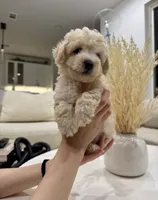 Otis, a male Maltipoo for sale in Dallas, TX – 3 of 4