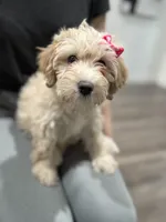 Gracie, a female Maltipoo for sale in Dallas, TX – 3 of 4