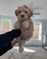 Gracie, a female Maltipoo for sale in Dallas, TX – 2 of 4