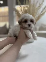 Heidi, a female Shihpoo for sale in Dallas, TX – 3 of 4