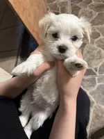 Maxy, a male Maltipoo for sale in Dallas, TX – 4 of 4