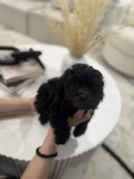 Chloe, a female Maltipoo for sale in Dallas, TX – 3 of 5