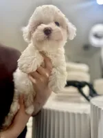 Gasper, a male Maltipoo for sale in Dallas, TX – 4 of 4