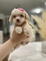 Chloe, a female Maltipoo for sale in Dallas, TX – 1 of 5